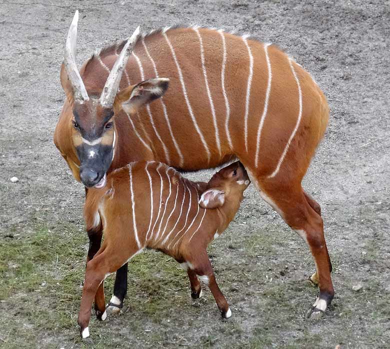 Bongo-Jungtier mit Bongo-Mutter am 27. März 2016 im Wuppertaler Zoo
