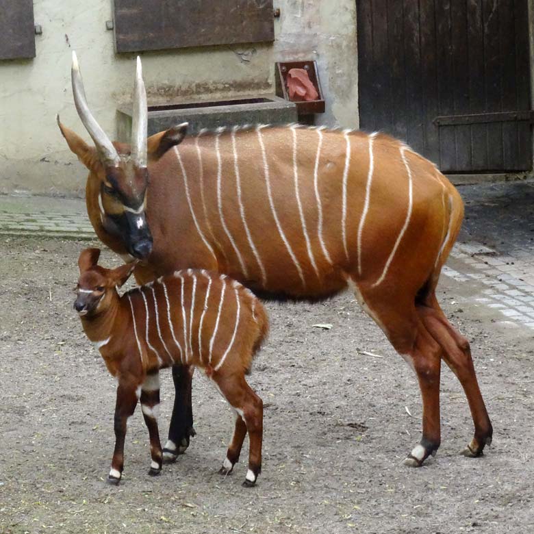 Bongo-Mutter mit Bongo-Jungtier am 13. Mai 2017 im Zoologischen Garten der Stadt Wuppertal