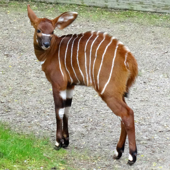 Bongo Jungtier im Wuppertaler Zoo am 28. April 2017