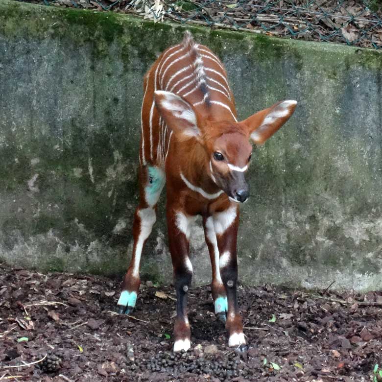 Bongo-Jungtier am 13. Mai 2017 im Zoo Wuppertal