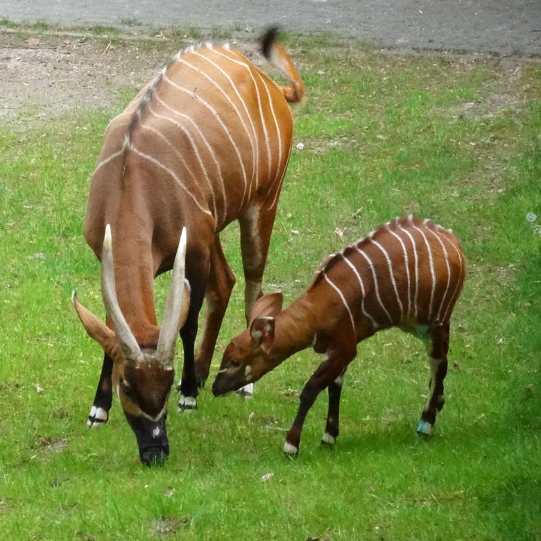 Bongo-Mutter mit Bongo-Jungtier am 13. Mai 2017 im Grünen Zoo Wuppertal