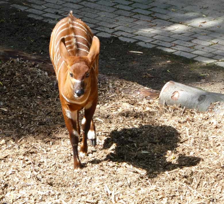 Bongo-Jungtier am 5. Juni 2017 im Grünen Zoo Wuppertal