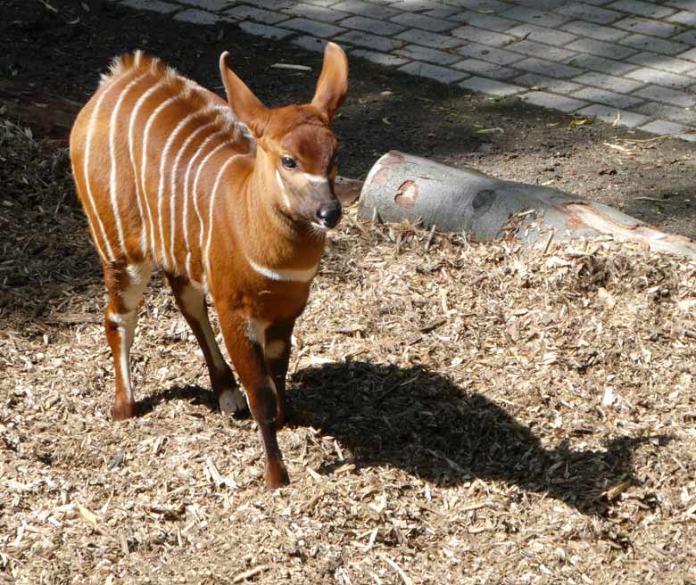 Bongo-Jungtier am 5. Juni 2017 im Wuppertaler Zoo