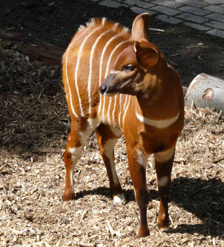 Bongo-Jungtier am 5. Juni 2017 im Zoologischen Garten der Stadt Wuppertal