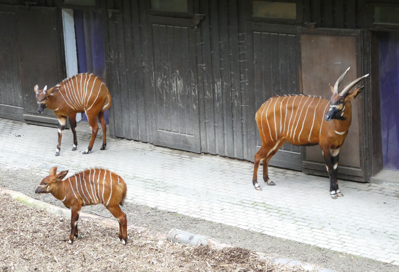 Drei Bongos am 13. Juni 2017 auf der Außenanlage im Wuppertaler Zoo