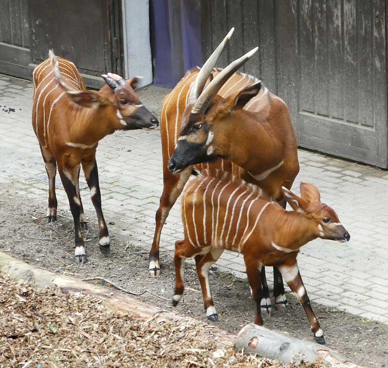 Drei Bongos am 13. Juni 2017 auf der Außenanlage im Zoologischen Garten der Stadt Wuppertal