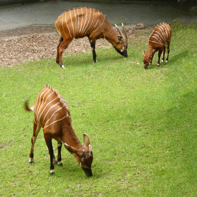 Drei Bongos am 13. Juni 2017 auf der Außenanlage im Grünen Zoo Wuppertal