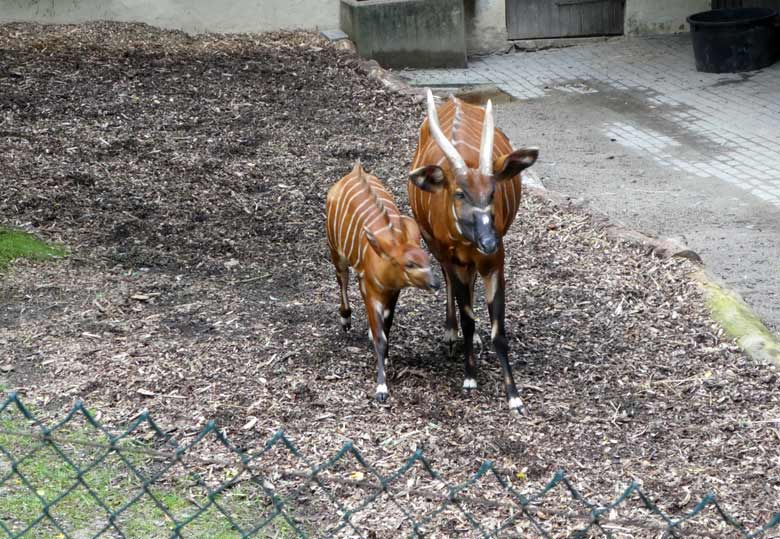 Vergeblich versuchte das Bongo-Jungtier am 23. Juli 2017 im Wuppertaler Zoo bei der Bongo-Mutter an die Milchdrüsen zu gelangen, weil die Bongo-Mutter sich ständig weiterbewegte, sobald das Jungtier die Milchdrüsen suchte