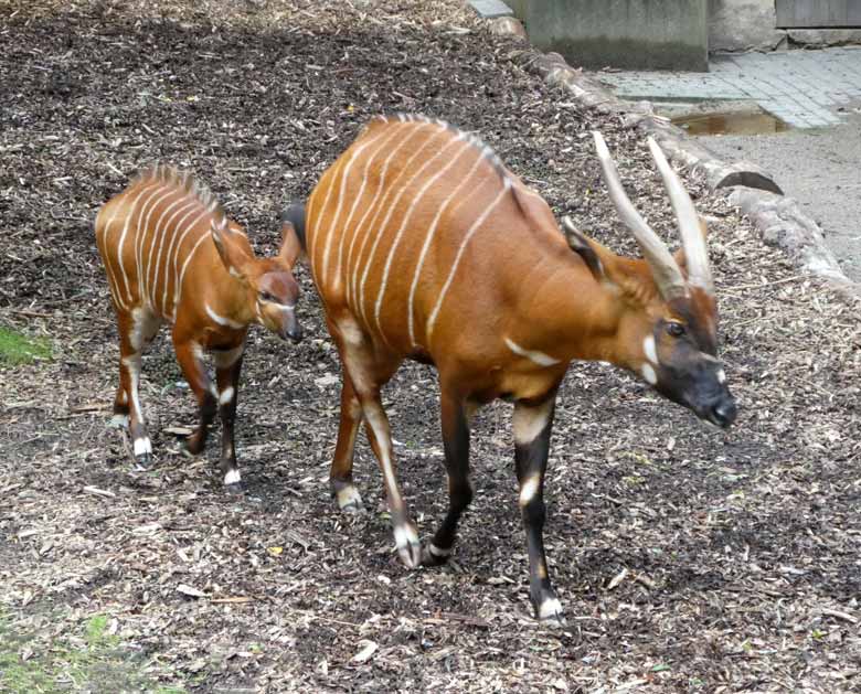 Vergeblich versuchte das Bongo-Jungtier am 23. Juli 2017 im Zoologischen Garten Wuppertal bei der Bongo-Mutter an die Milchdrüsen zu gelangen