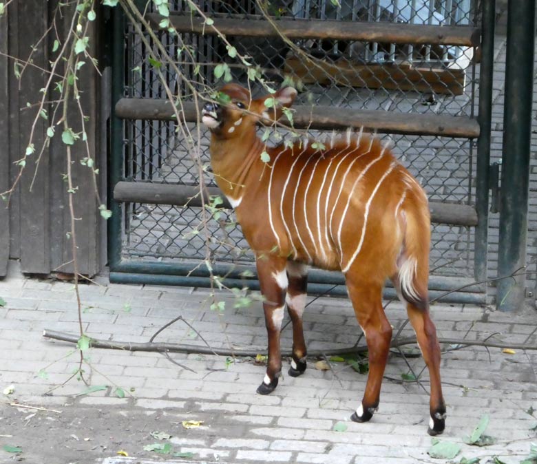 Statt Milch zu säugen fraß das Bongo-Jungtier am 23. Juli 2017 im Grünen Zoo Wuppertal einige Blätter von den aufgehängten Futterzweigen