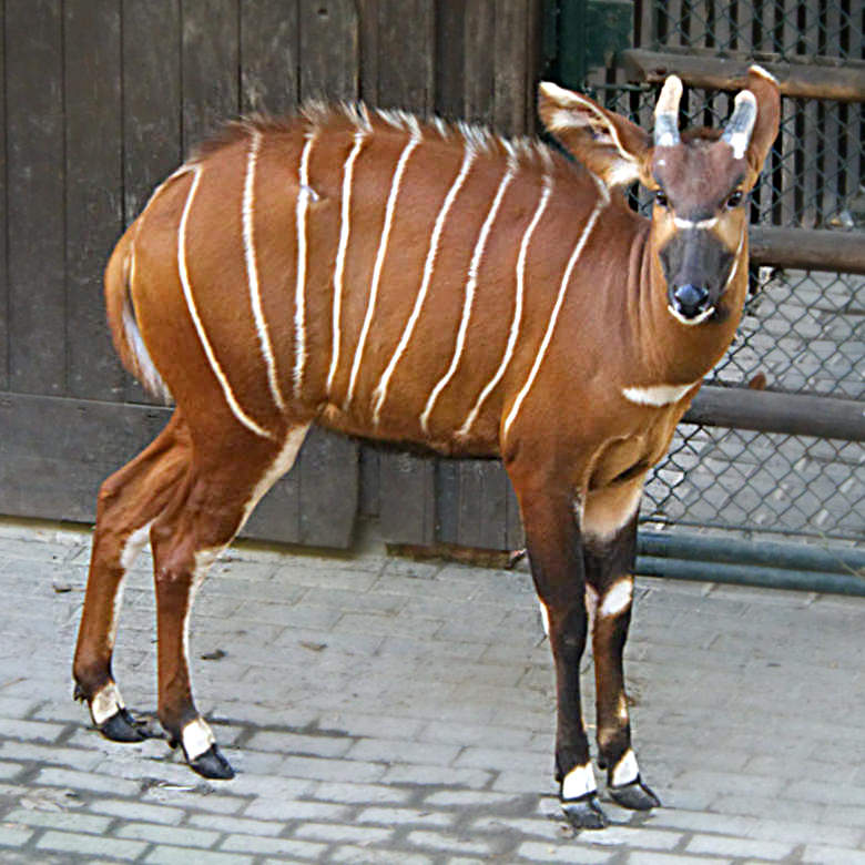 Älteres Bongo-Jungtier am 30. Oktober 2017 im Zoologischen Garten der Stadt Wuppertal