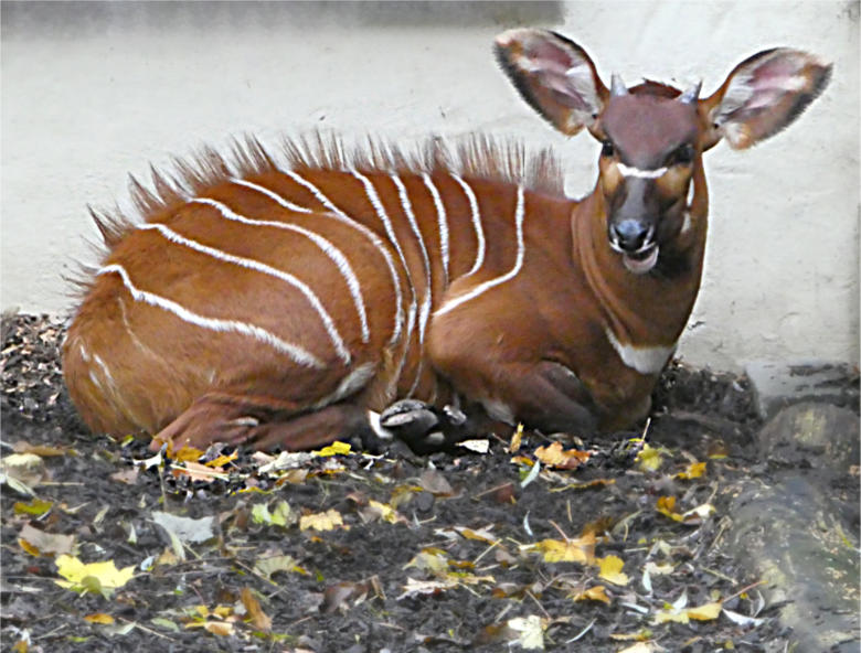 Bongo-Jungtier aus dem Jahr 2017 am 19. November 2017 im Grünen Zoo Wuppertal