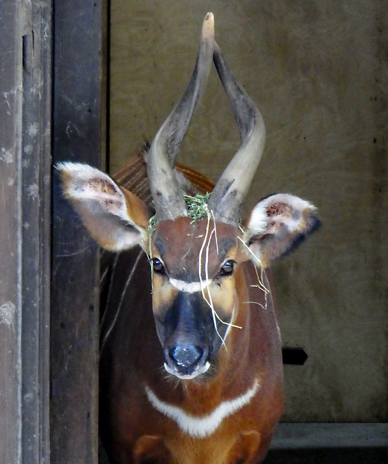 Duisburger Bongo-Weibchen ZOLA am 12. Februar 2018 auf der Außenanlage im Wuppertaler Zoo