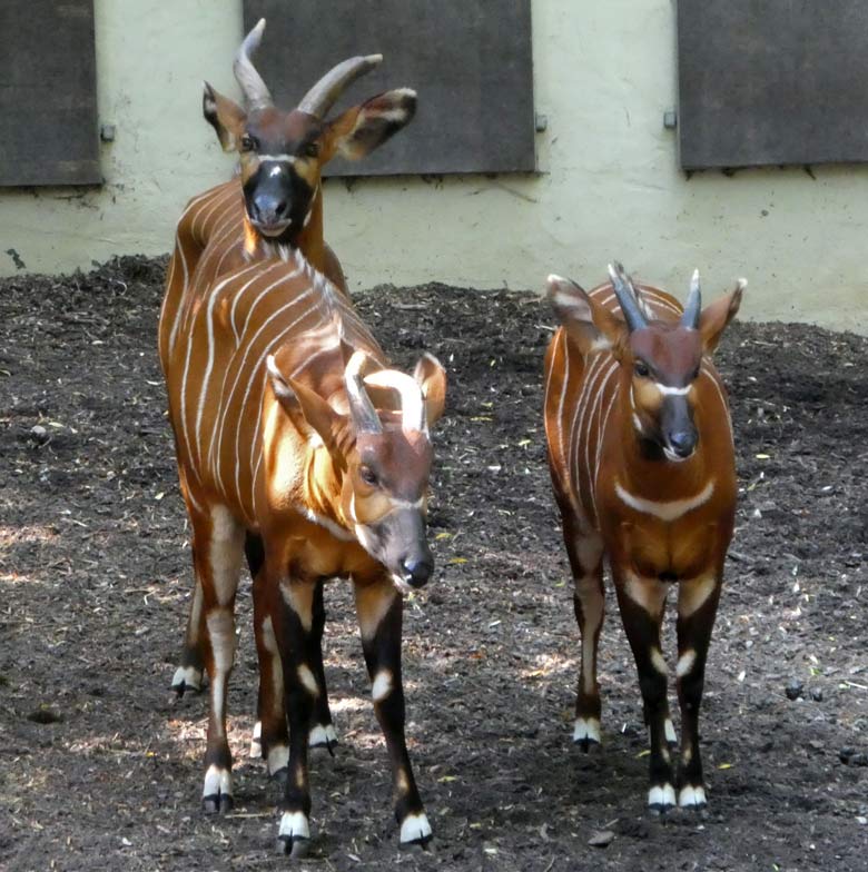 Drei Bongos am 20. Mai 2018 auf der Außenanlage im Grünen Zoo Wuppertal