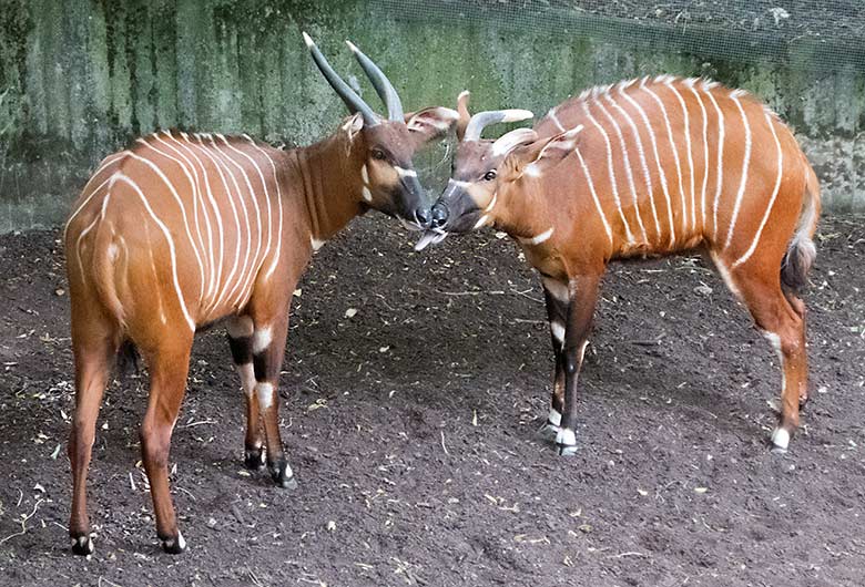 Bongos am 10. Juli 2019 auf der Außenanlage im Wuppertaler Zoo