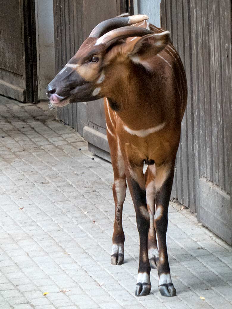 Bongo am 11. Juli 2019 auf der Außenanlage im Grünen Zoo Wuppertal