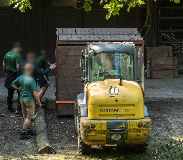 Aufstellen einer Transportkiste am 23. August 2019 auf der Bongo-Außenanlage im Grünen Zoo Wuppertal