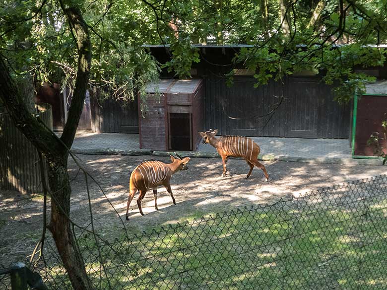 Vorsichtig näherten sich die zwei jüngeren Bongos am 24. August 2019 einer Transportkisten auf der Bongo-Außenanlage im Wuppertaler Zoo