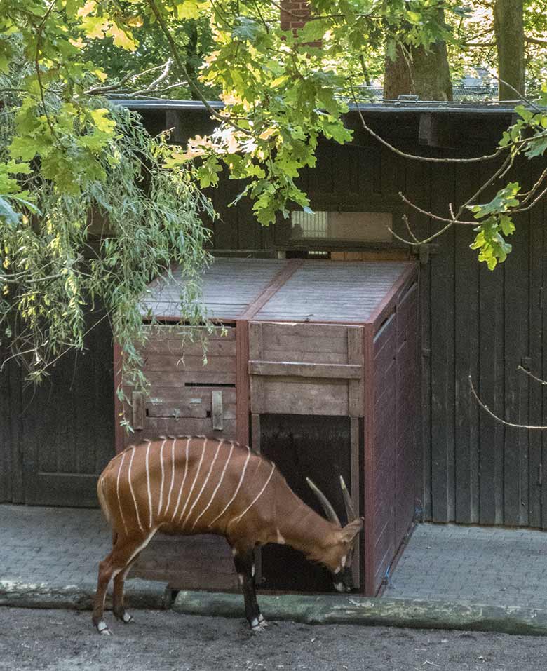 Das Bongo-Muttertier NYERI beschnüffelte am 24. August 2019 eine Transportkiste auf der Bongo-Außenanlage im Zoologischen Garten Wuppertal