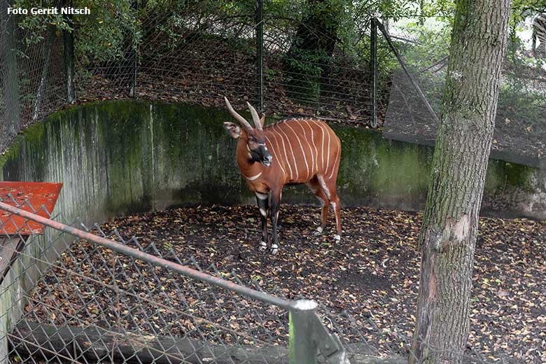Bongo-Weibchen NYERI am 7. Oktober 2019 auf der Außenanlage im Grünen Zoo Wuppertal (Foto Gerrit Nitsch)