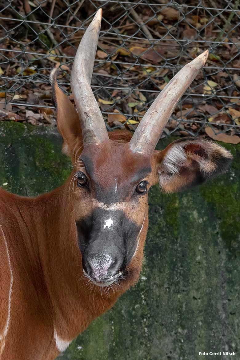 Bongo-Weibchen NYERI am 7. Oktober 2019 auf der Außenanlage im Wuppertaler Zoo (Foto Gerrit Nitsch)