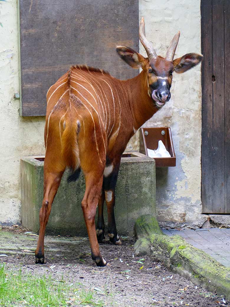 Bongo-Weibchen NYERI am 3. August 2020 auf der Außenanlage im Wuppertaler Zoo