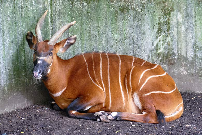 Bongo-Weibchen NYERI am 17. August 2020 auf der Außenanlage im Zoo Wuppertal