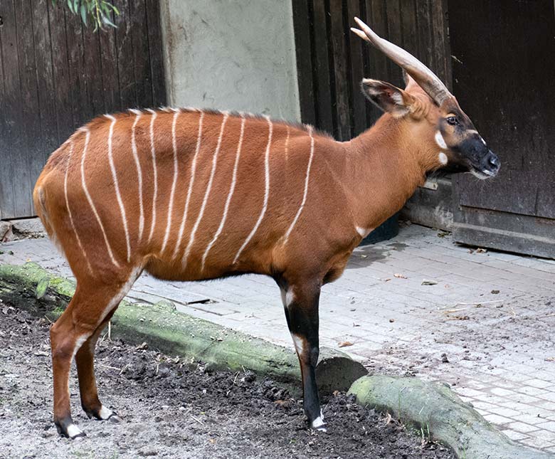 Bongo-Weibchen NYERI am 8. September 2020 auf der Außenanlage im Zoologischen Garten