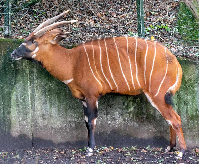Bongo-Weibchen NYERI am 30. September 2020 auf der Außenanlage im Wuppertaler Zoo