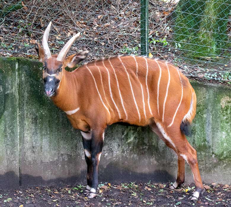Bongo-Weibchen NYERI am 30. September 2020 auf der Außenanlage im Grünen Zoo Wuppertal