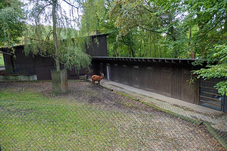 Bongo-Weibchen NYERI am 11. Oktober 2020 auf der Außenanlage im Zoo Wuppertal