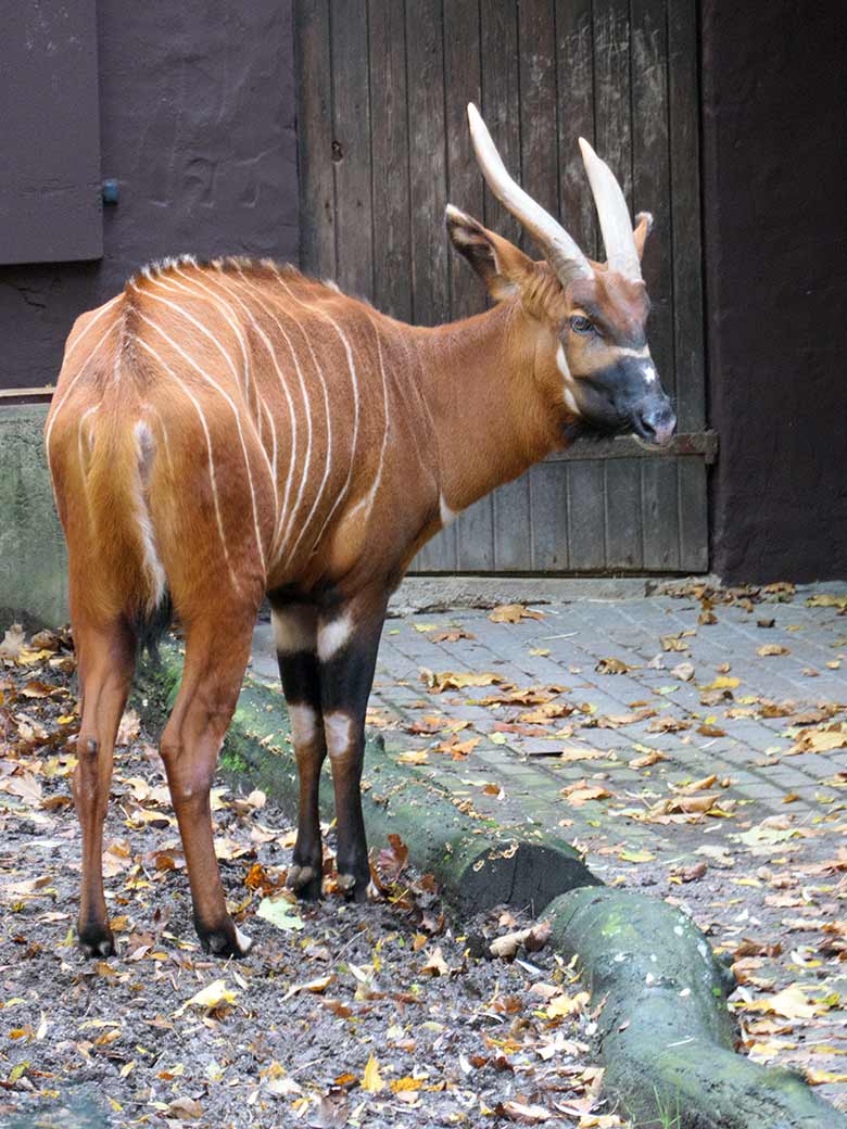 Bongo-Weibchen NYERI am 1. November 2020 auf der Außenanlage im Grünen Zoo Wuppertal