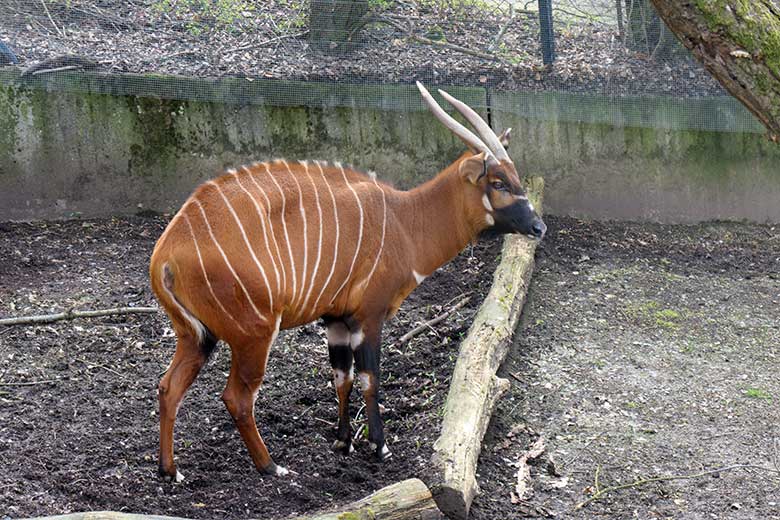 Bongo Weibchen NYERI am 16. April 2021 auf der Außenanlage im Zoo Wuppertal
