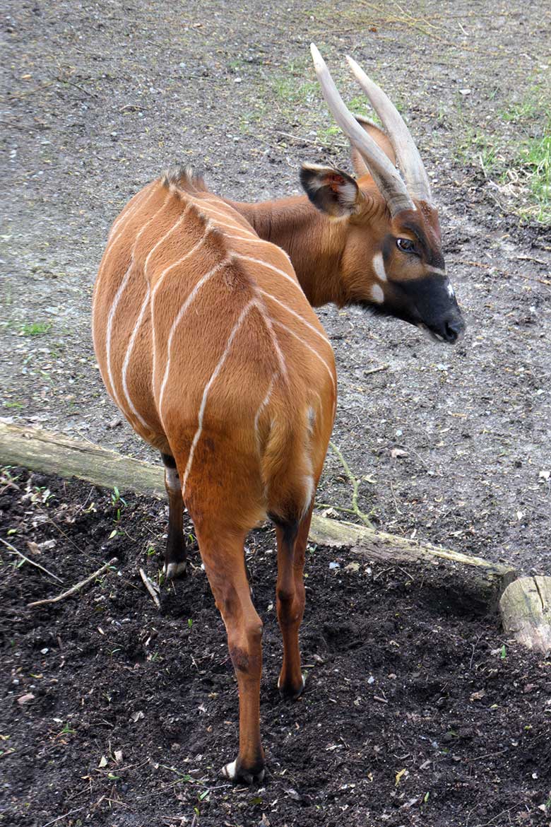 Bongo Weibchen NYERI am 16. April 2021 auf der Außenanlage im Grünen Zoo Wuppertal