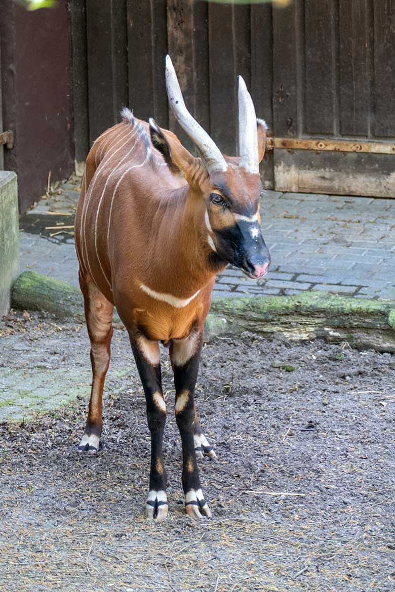 Bongo Weibchen NYERI am 28. April 2021 auf der Außenanlage im Wuppertaler Zoo