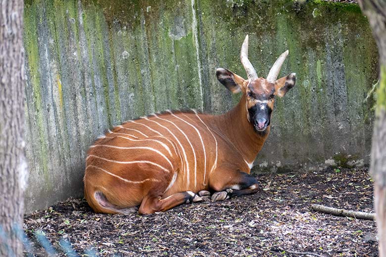 Bongo Weibchen NYERI am 9. Mai 2021 auf der Außenanlage im Grünen Zoo Wuppertal
