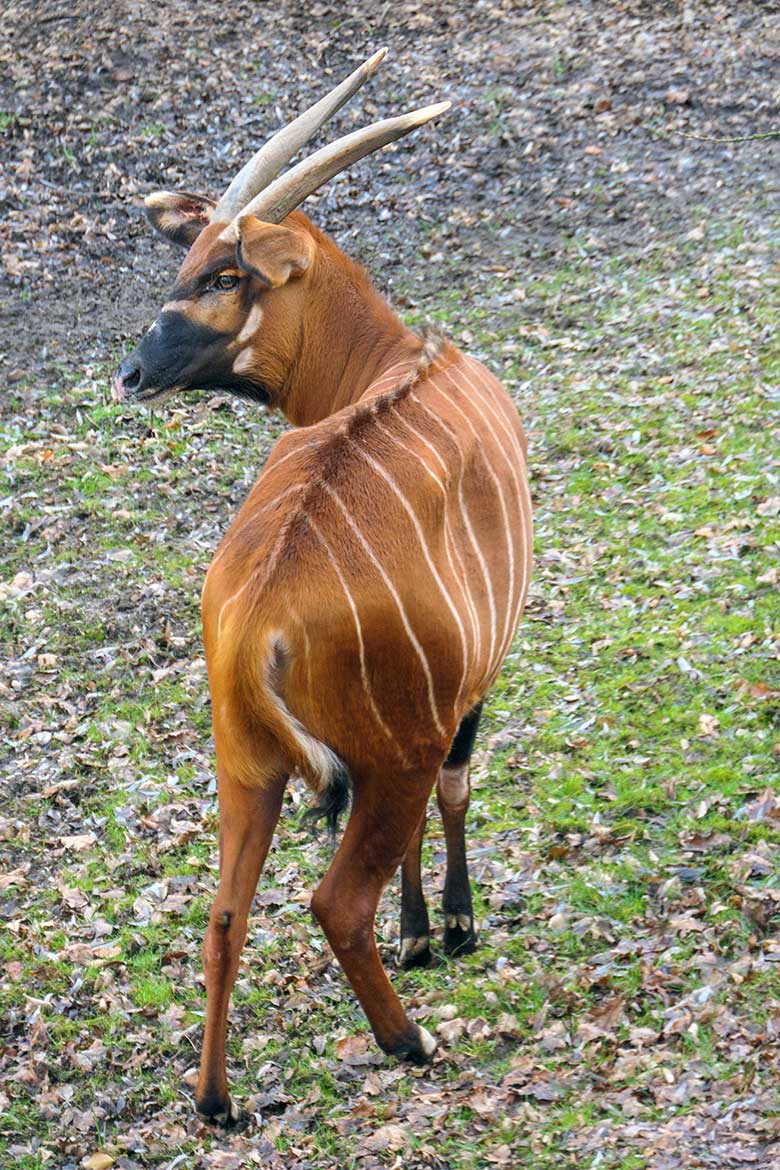 Weiblicher Bongo NYERI am 30. Januar 2022 im Zoo Wuppertal
