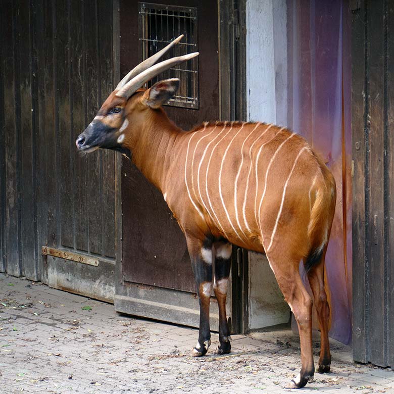 Weiblicher Bongo NYERI am 23. Mai 2022 auf der Außenanlage im Grünen Zoo Wuppertal