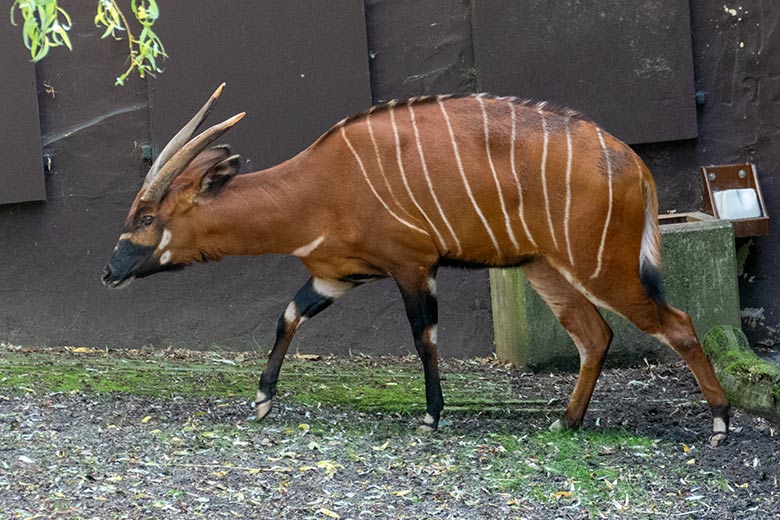 Weiblicher Bongo NYERI am 24. Juli 2022 auf der Außenanlage im Wuppertaler Zoo