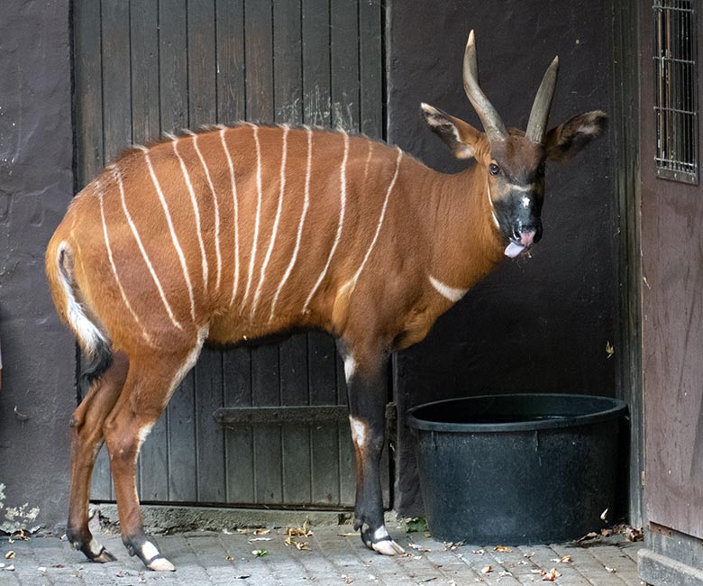 Weiblicher Bongo NYERI am 28. August 2022 auf der Außenanlage im Grünen Zoo Wuppertal