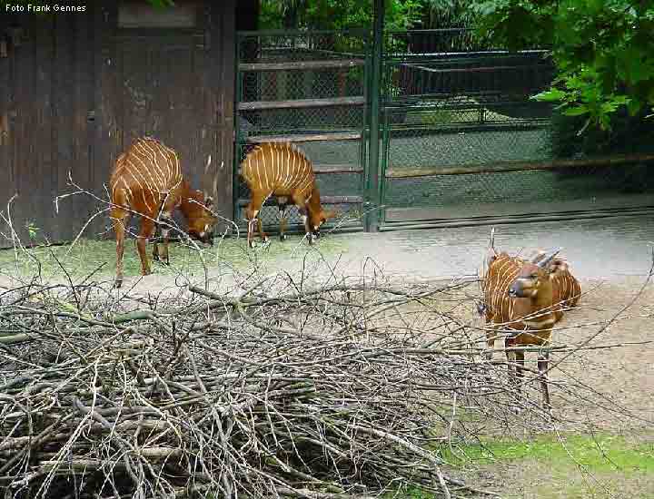 Vier Bongos im Wuppertaler Zoo im Juni 2004 (Foto Frank Gennes)