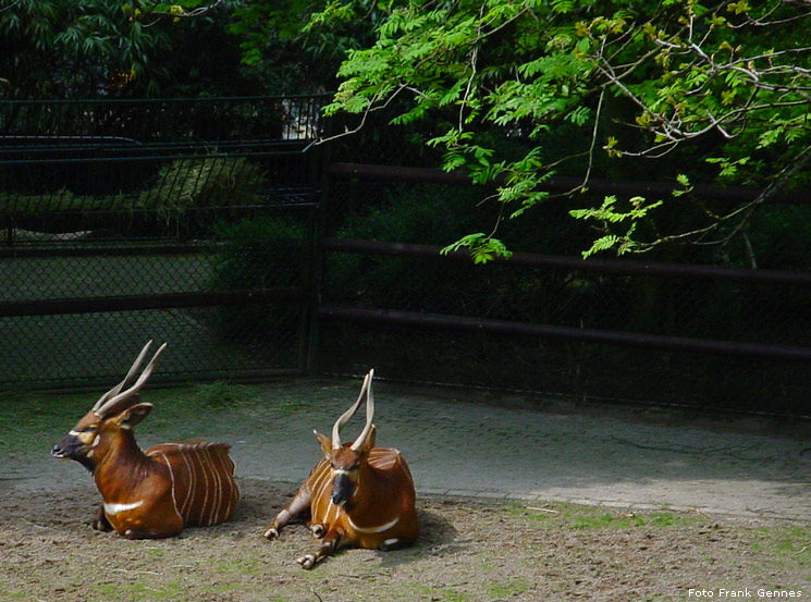 Zwei Bongos im Zoo Wuppertal im Mai 2008 (Foto Frank Gennes)