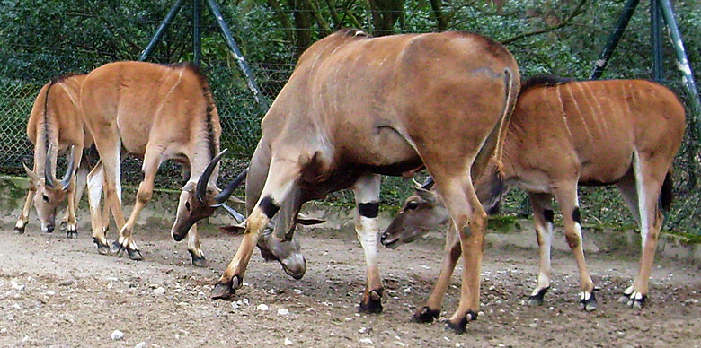 Elenantilopen im Zoo Wuppertal im April 2010