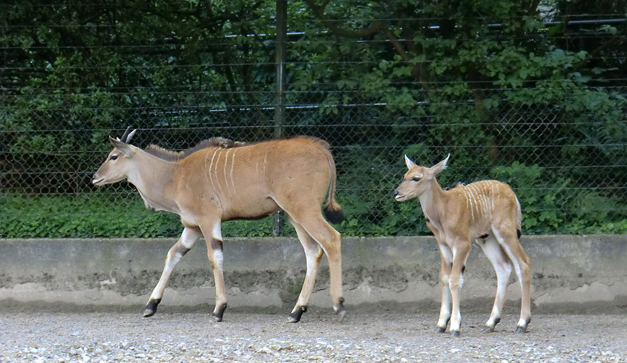 Junge Elenantilopen im Zoologischen Garten Wuppertal am 24. Juni 2011