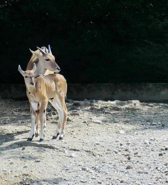 Junge Elenantilopen im Zoo Wuppertal am 24. Juni 2011