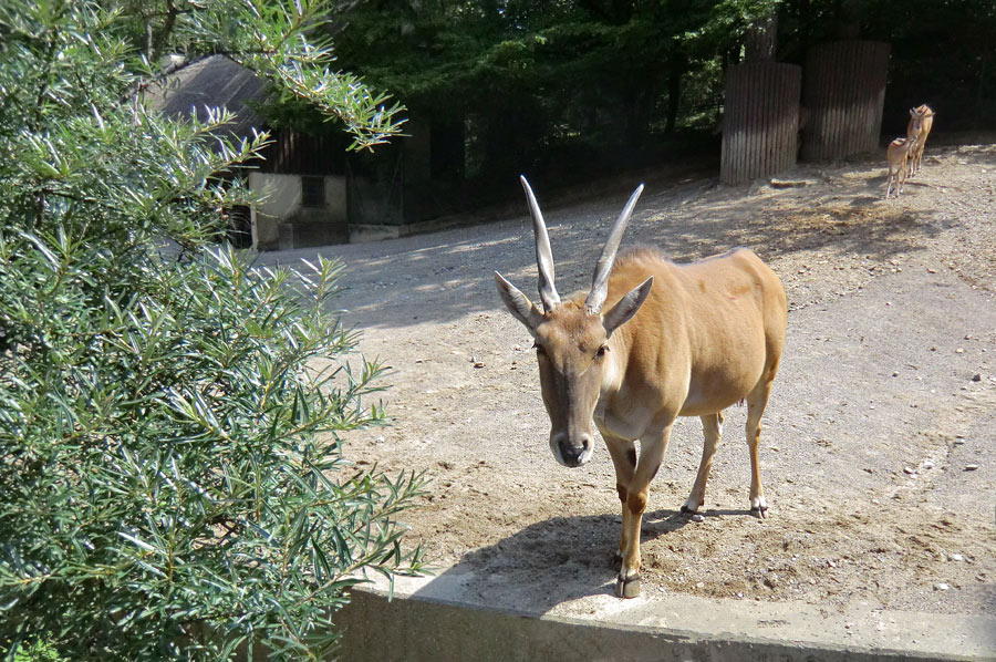 Elenantilopen im Wuppertaler Zoo am 24. Juni 2011