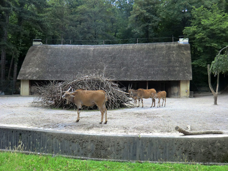 Elenantilopen im Zoo Wuppertal am 24. Juni 2011
