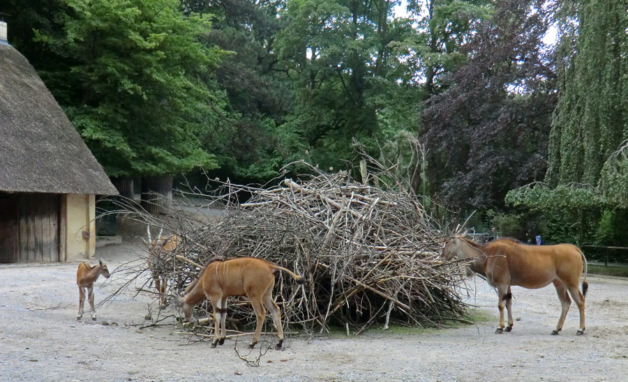 Elenantilopen im Zoologischen Garten Wuppertal am 24. Juni 2011