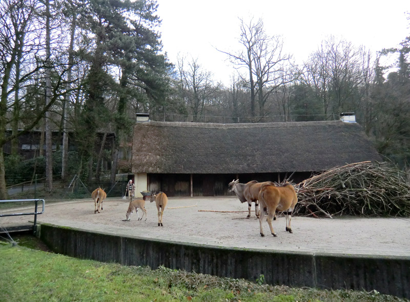 Elenantilopen im Zoo Wuppertal am 14. Januar 2012