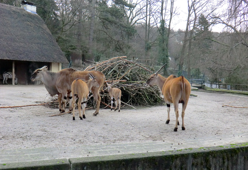 Elenantilopen im Wuppertaler Zoo am 14. Januar 2012